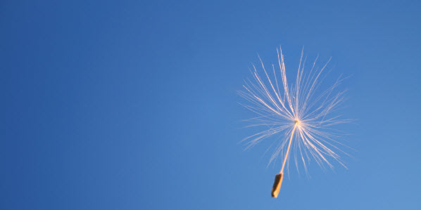 weeds_hberends | BlackandMarriedWithKids.com - 598 x 299 jpeg 18kB